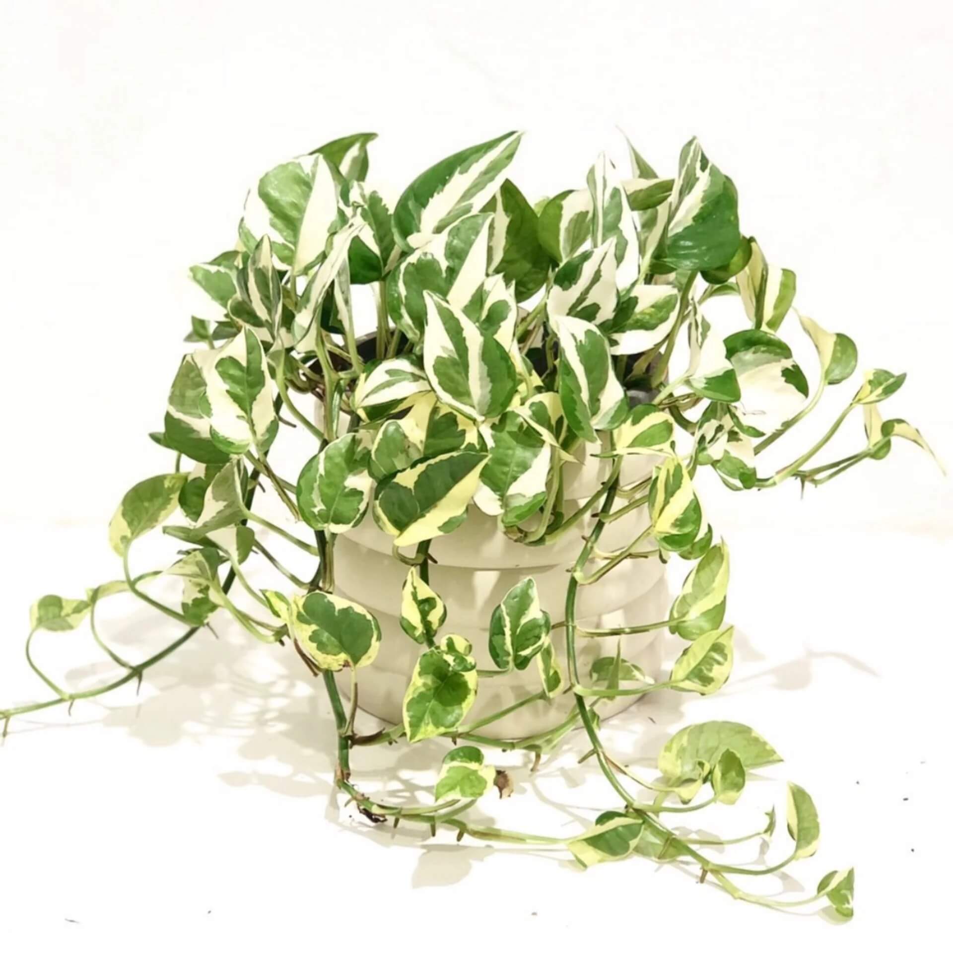 Pothos Seeds for Planting