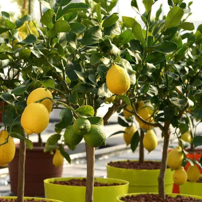 Potted Lemon Tree Seeds