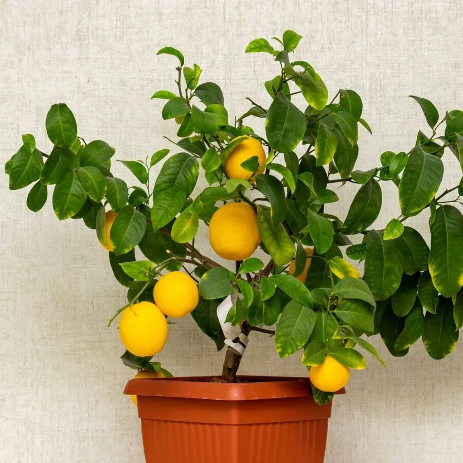 Potted Lemon Tree Seeds