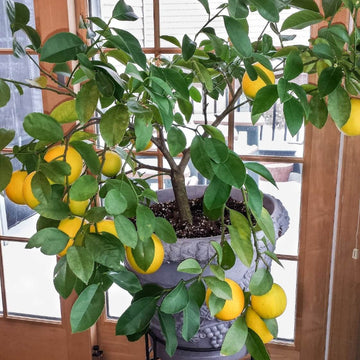 Potted Lemon Tree Seeds