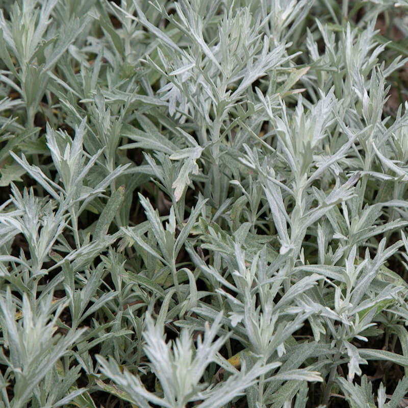 Prairie Sage Seeds - Herbal Plant
