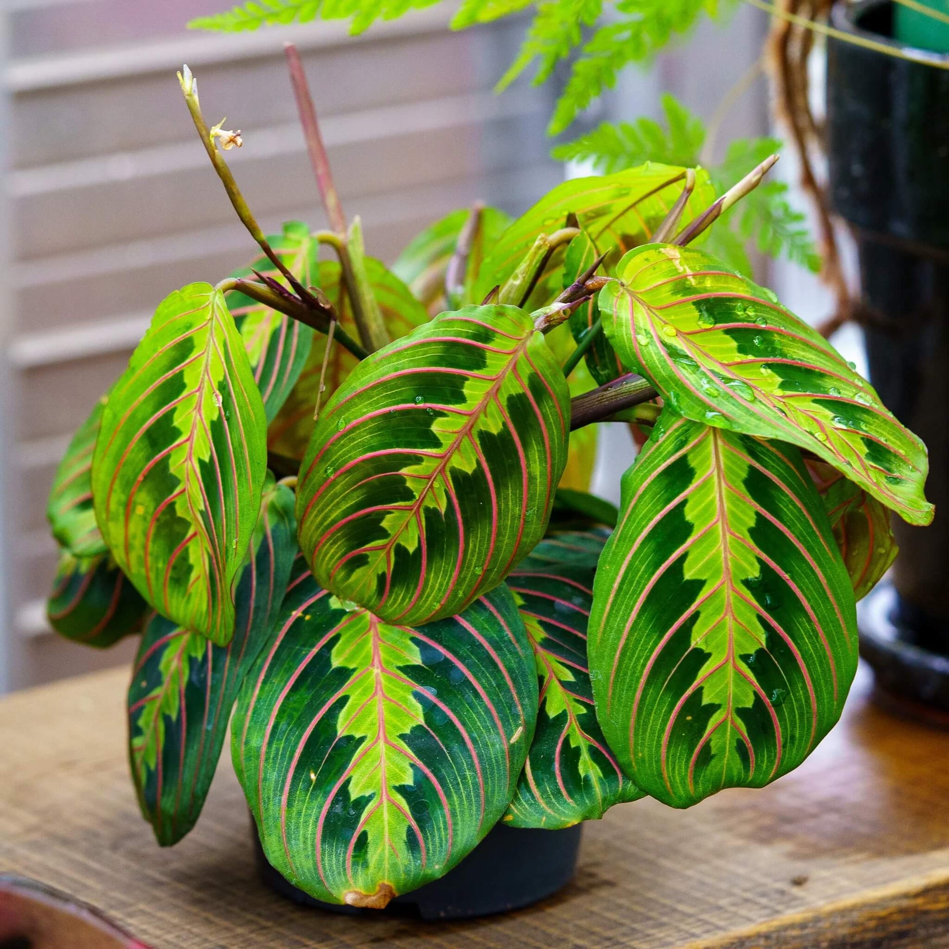 Prayer Plant Seeds
