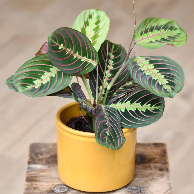 Prayer Plant Seeds