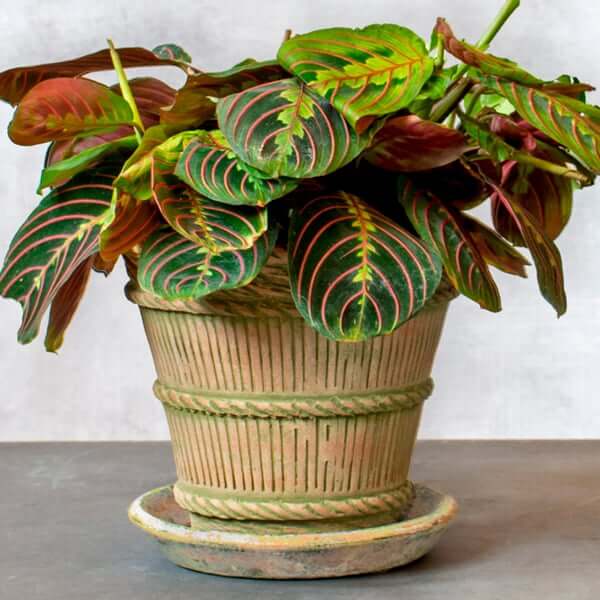 Prayer Plant Seeds
