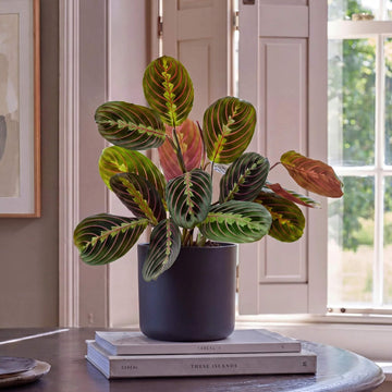 Prayer Plant Seeds