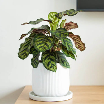 Prayer Plant Seeds for Planting
