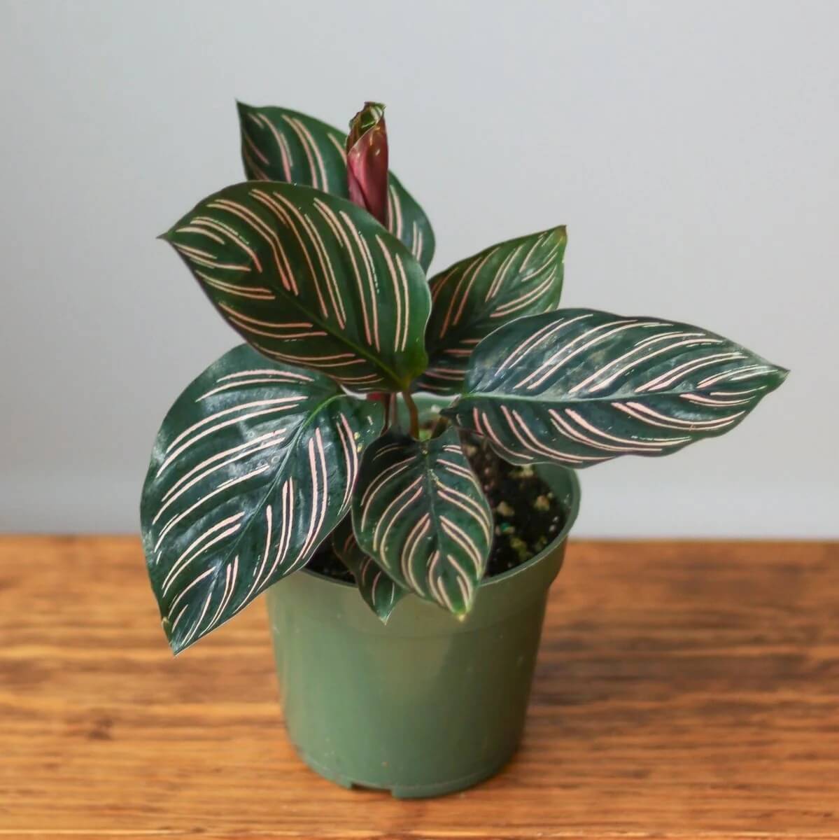 Prayer Plant Seeds for Planting
