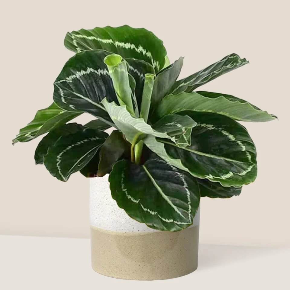 Prayer Plant Seeds for Planting