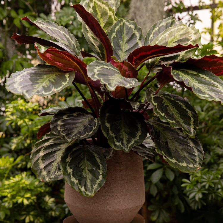 Prayer Plant Seeds for Planting