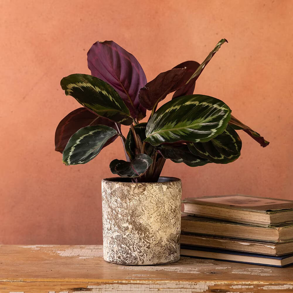 Prayer Plant Seeds for Planting