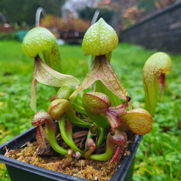 Premium Cobra Lily Seeds