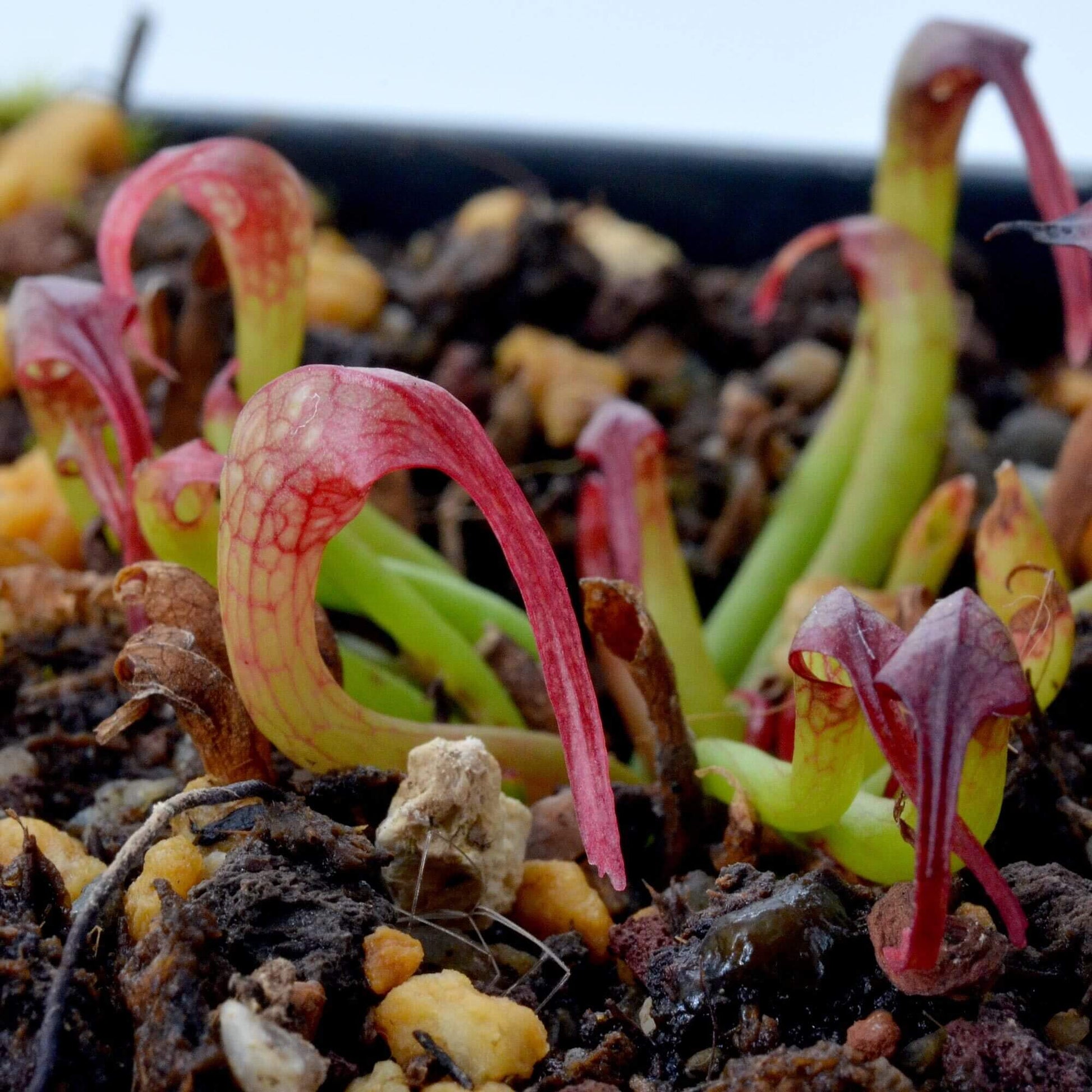 Premium Cobra Lily Seeds