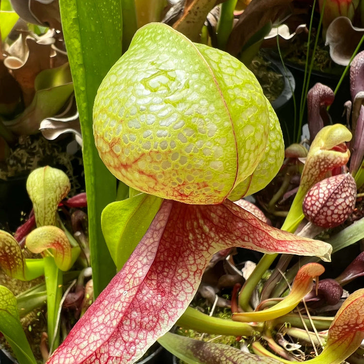 Premium Cobra Lily Seeds