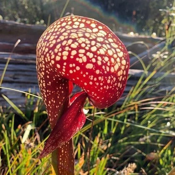 Premium Cobra Lily Seeds