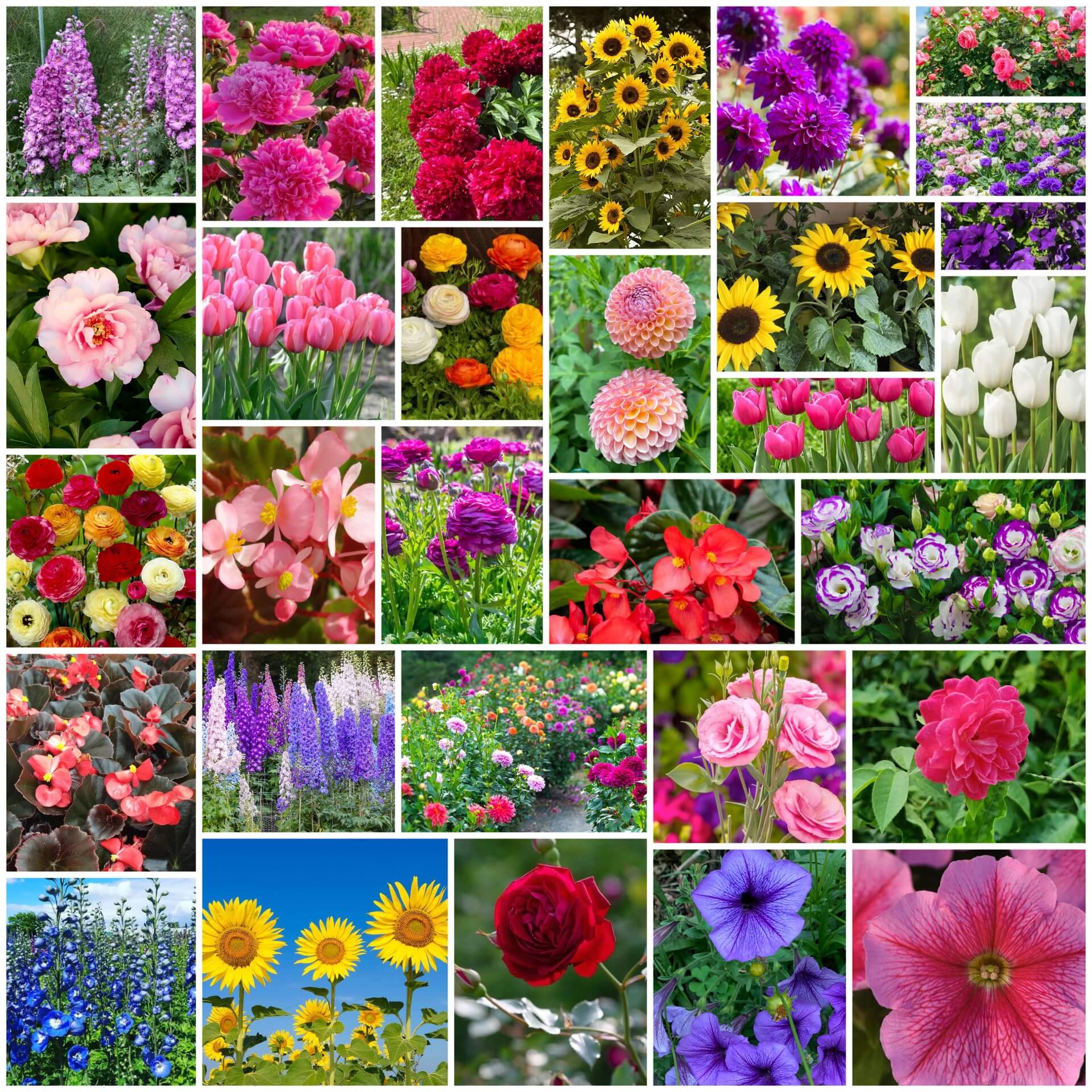 Premium Flower Garden Collection Seeds