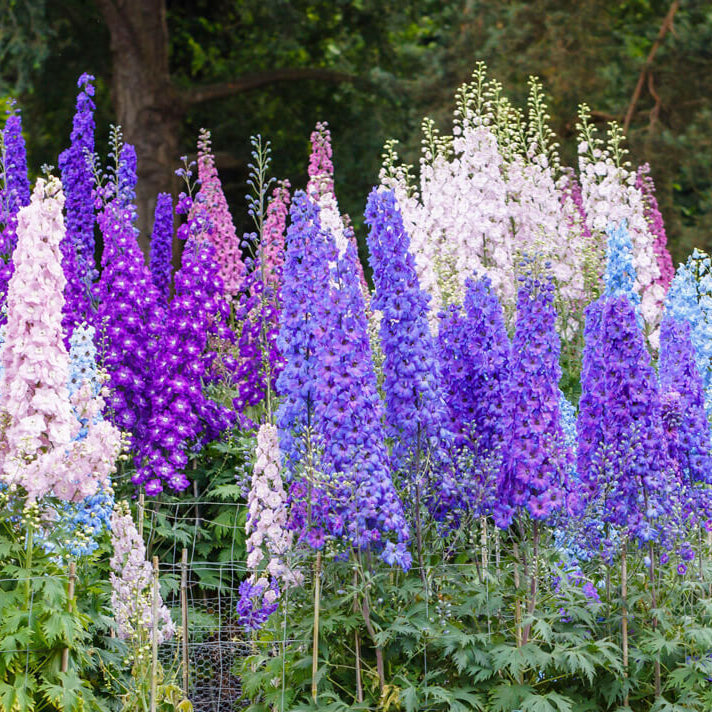 Premium Flower Garden Collection Seeds