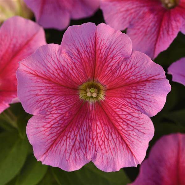 Premium Flower Garden Collection Seeds
