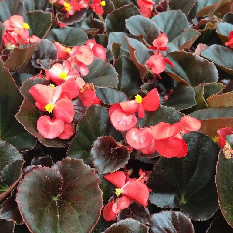Premium Flower Garden Collection Seeds