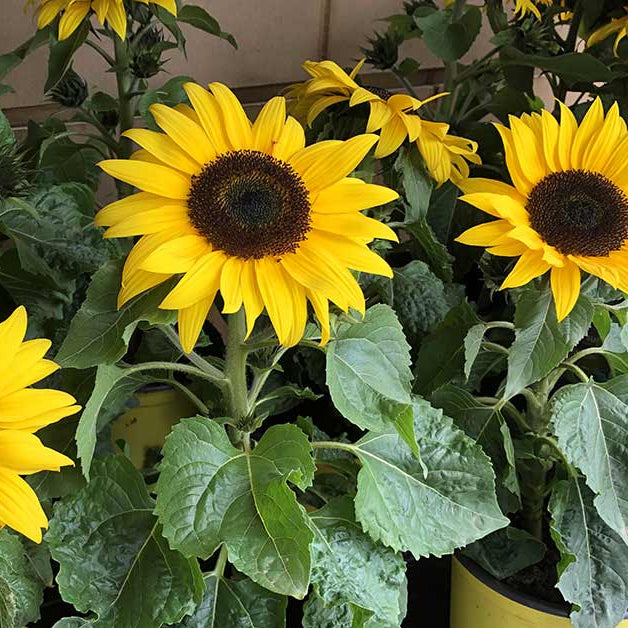 Premium Flower Garden Collection Seeds