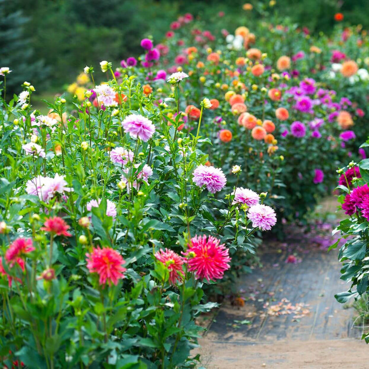 Premium Flower Garden Collection Seeds