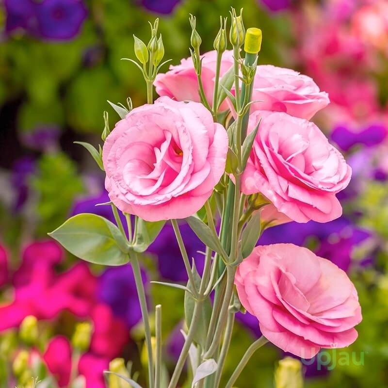 Premium Flower Garden Collection Seeds
