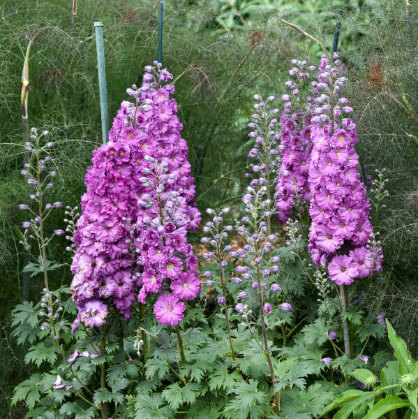 Premium Flower Garden Collection Seeds