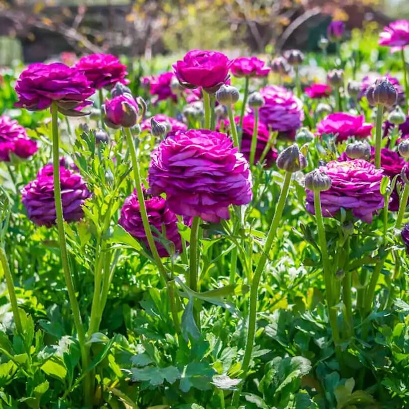 Premium Flower Garden Collection Seeds