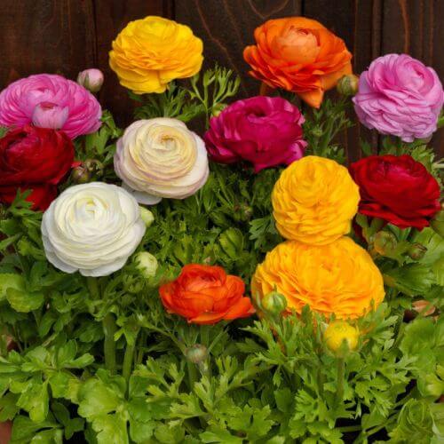 Premium Flower Garden Collection Seeds