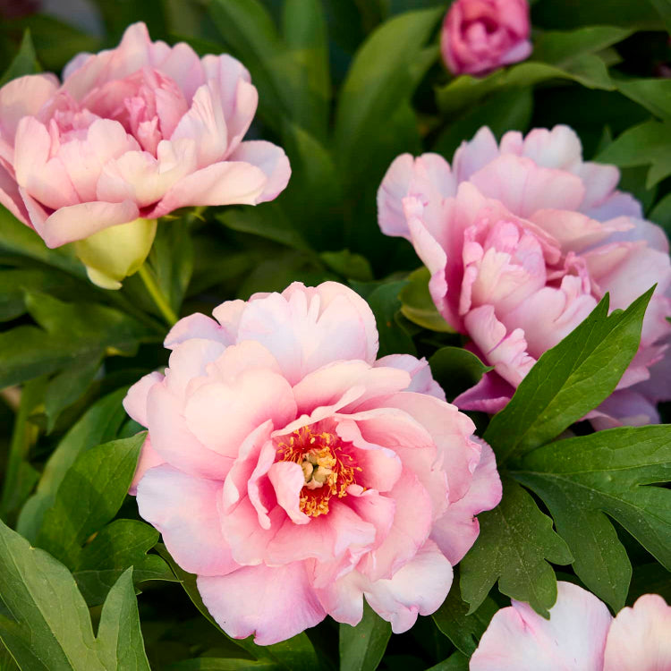 Premium Flower Garden Collection Seeds