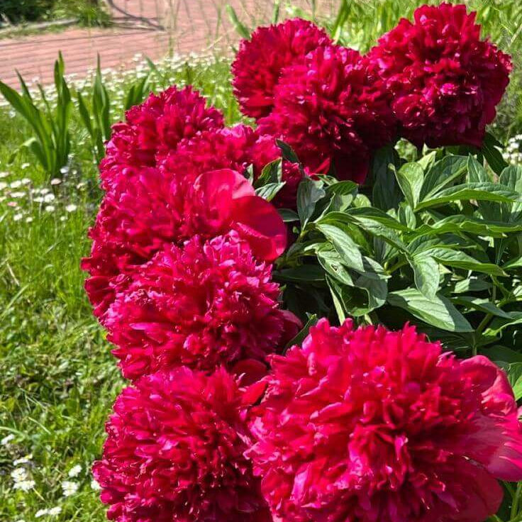 Premium Flower Garden Collection Seeds