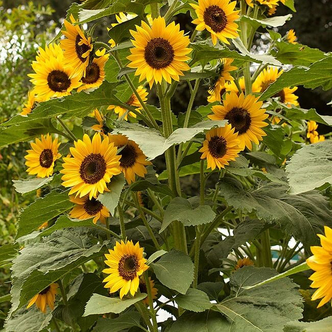 Premium Flower Garden Collection Seeds
