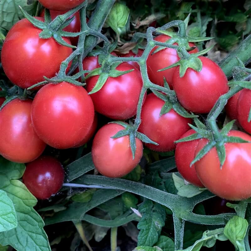 Premium Salad Tomato Seeds