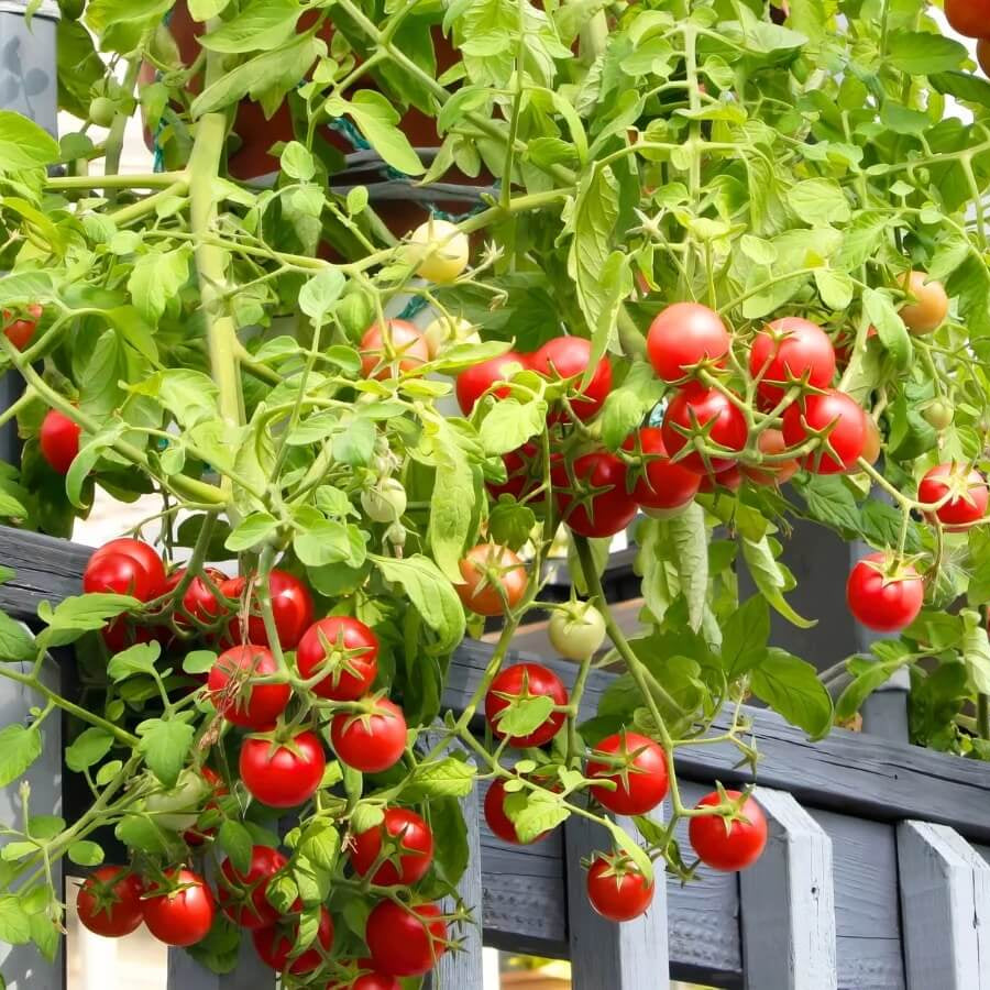 Premium Salad Tomato Seeds