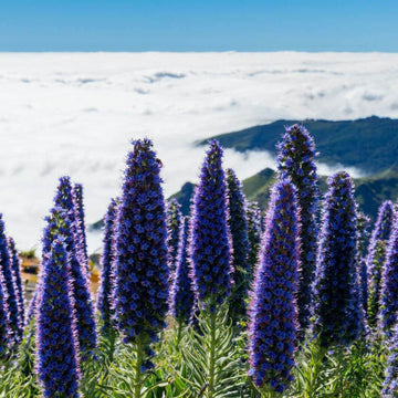 Pride of Madeira Seeds - Flower Plant