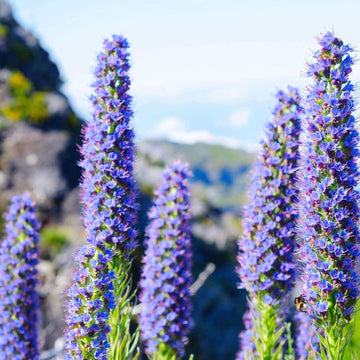 Pride of Madeira Seeds - Flower Plant