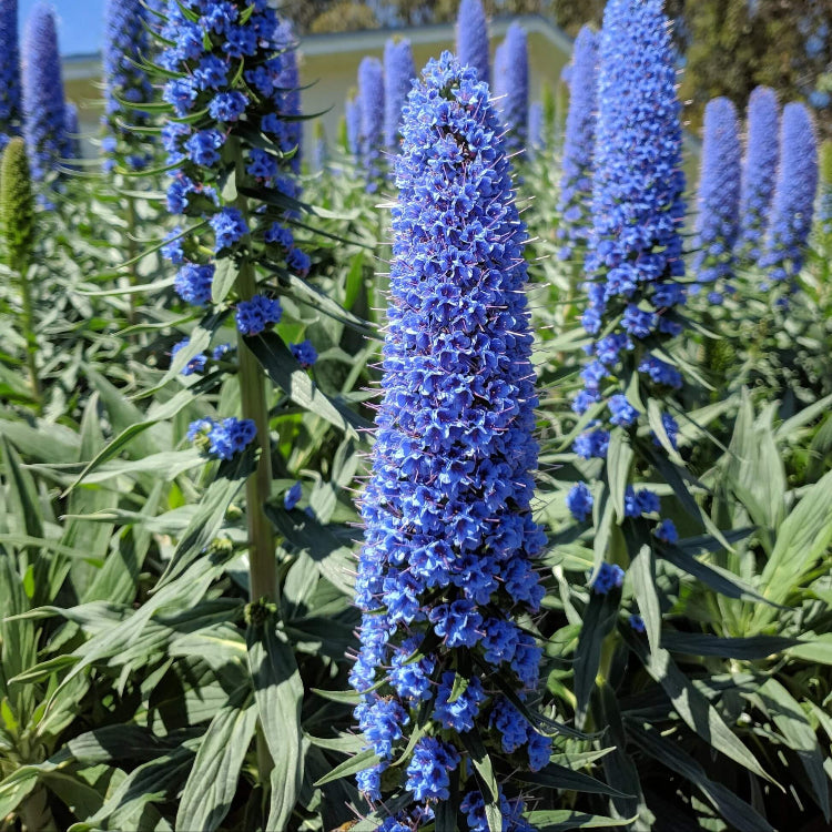 Pride of Madeira Seeds - Flower Plant