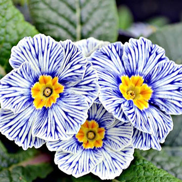 Primrose Seeds - All In One For Home Gardens