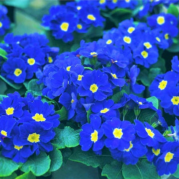Primrose Seeds – Blue and Yellow