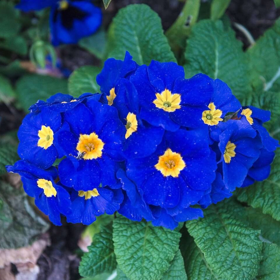 Primrose Seeds – Blue and Yellow