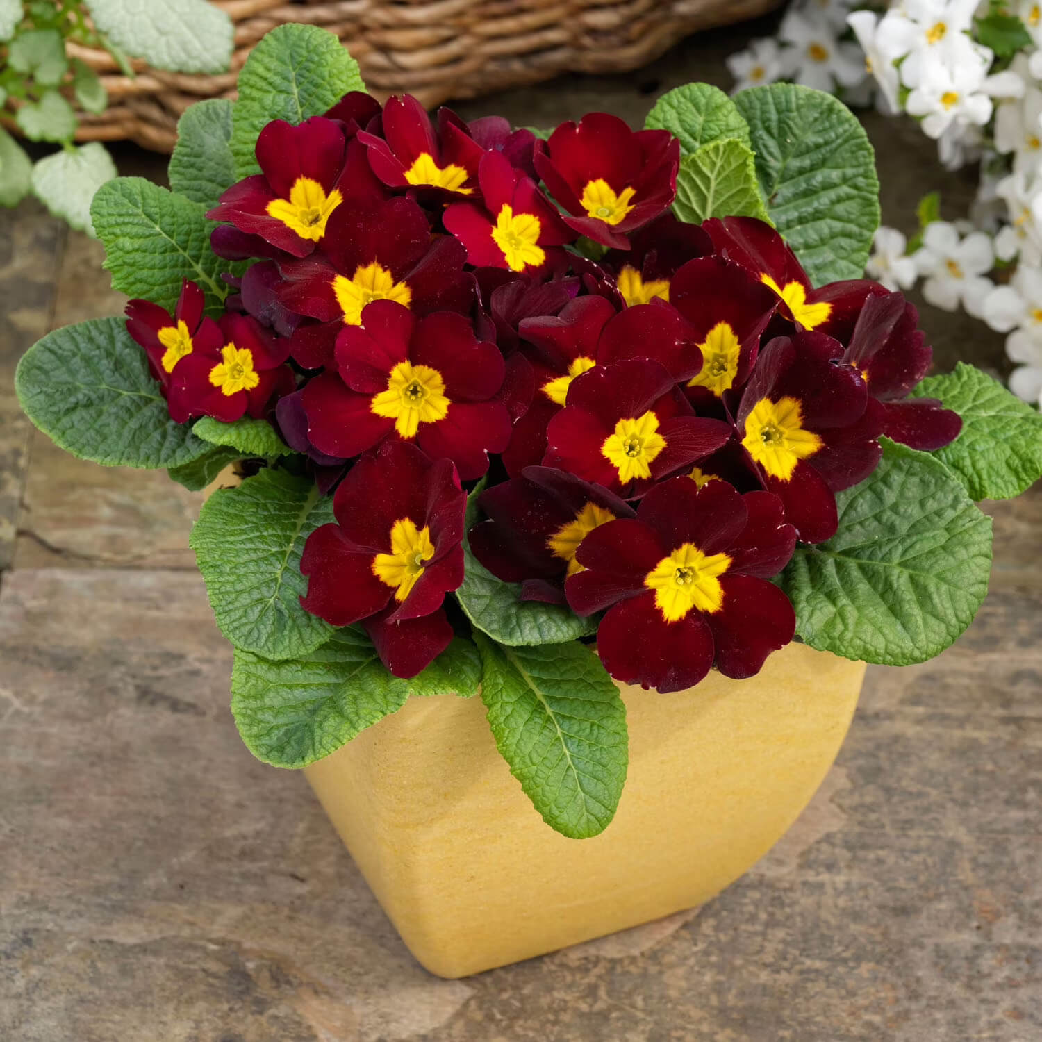 Primrose Seeds – Maroon and Yellow