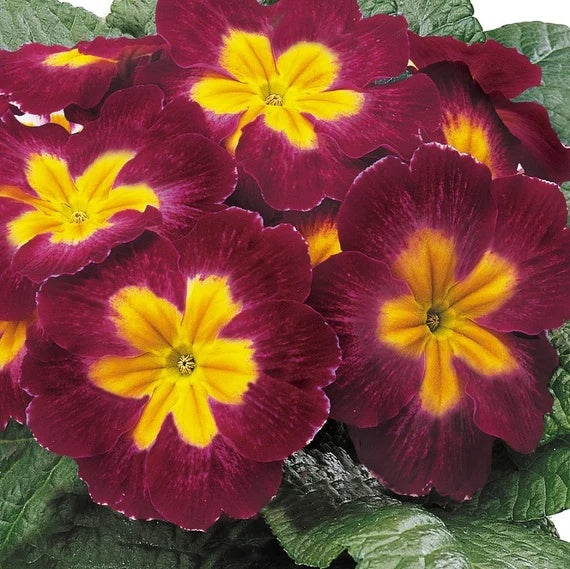 Primrose Seeds – Maroon and Yellow