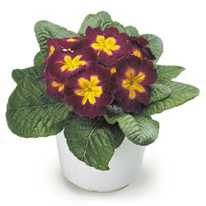 Primrose Seeds – Maroon and Yellow