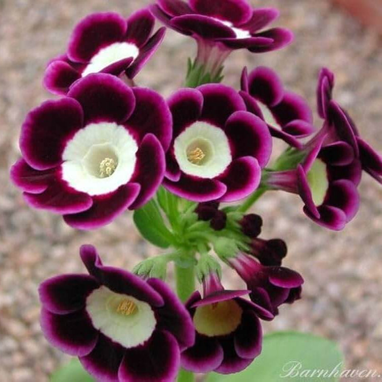 Primrose Seeds – Mini