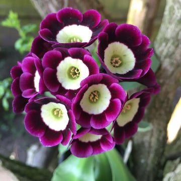 Primrose Seeds – Mini