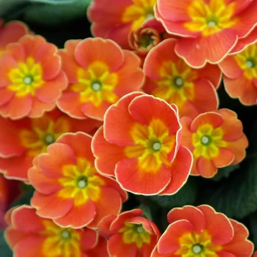 Primrose Seeds – Sun Orange