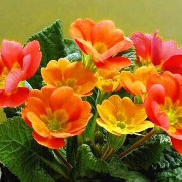 Primrose Seeds – Sun Orange