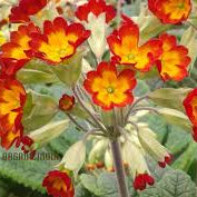Primrose Seeds – Sunset Red