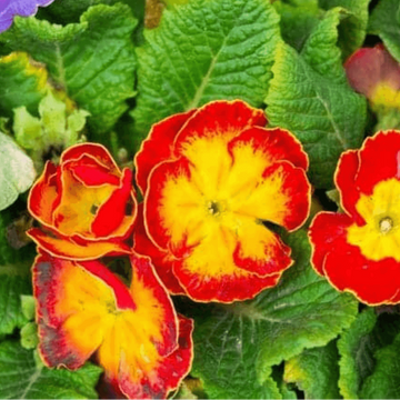 Primrose Seeds – Sunset Red