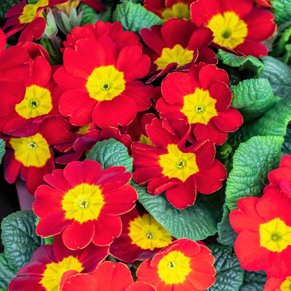 Primrose Seeds – Sunset Red