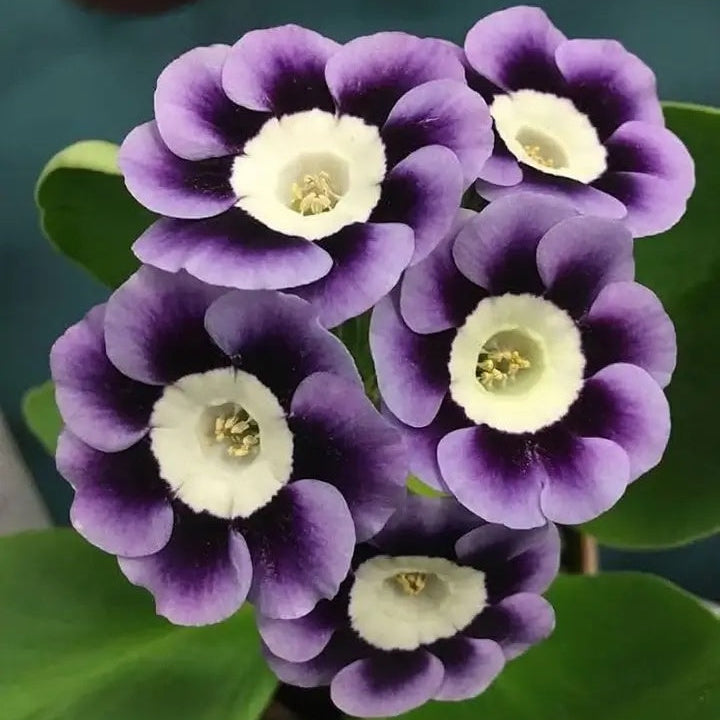 Primrose Seeds – Violet